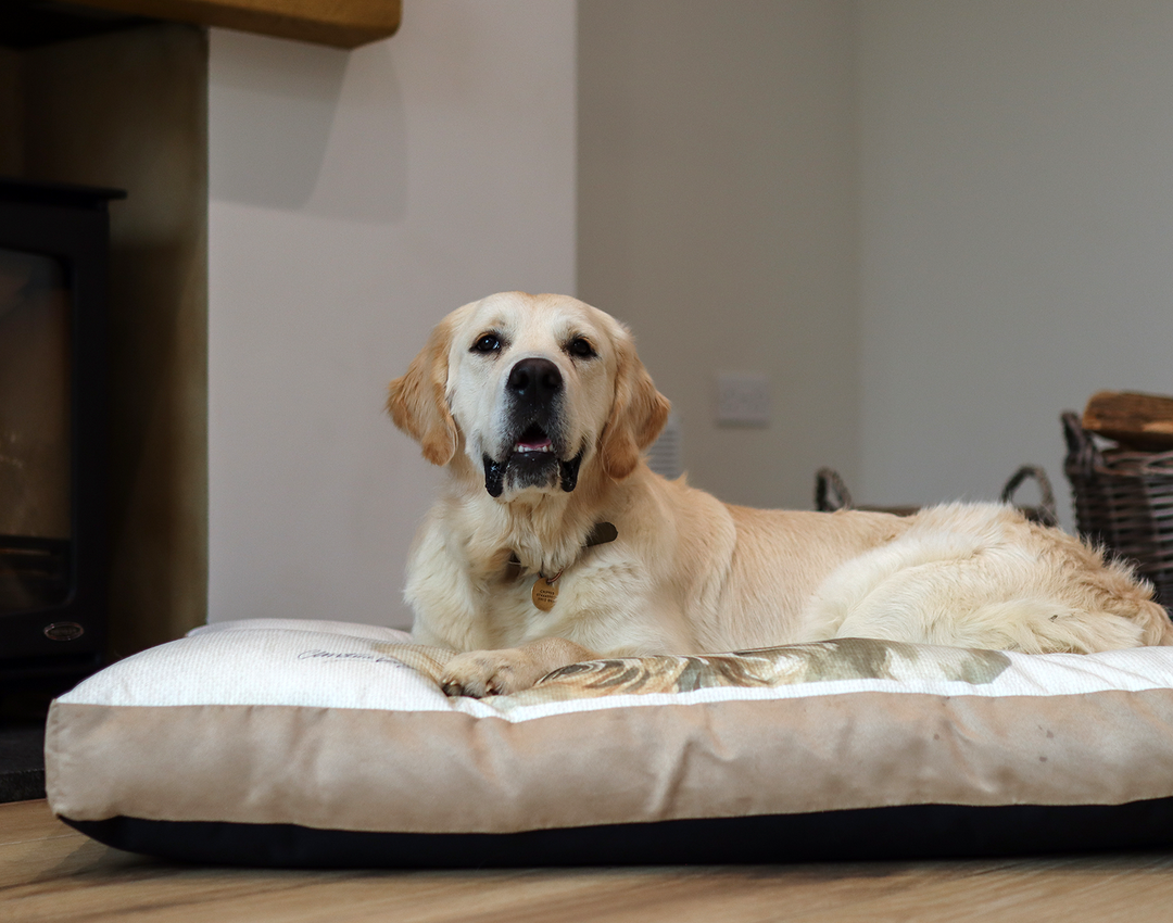 printed dog bed