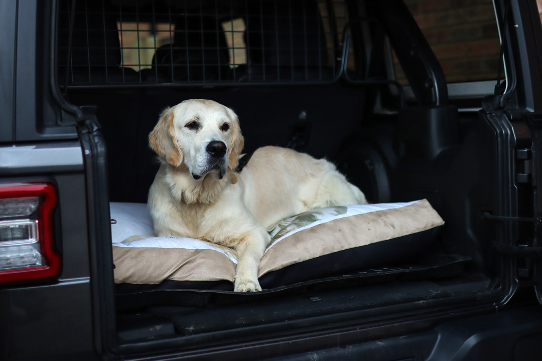 dog bed in car boot