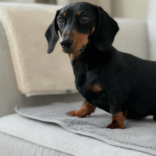 Pup & Kit - PetProtector® Waterproof Pet Blanket - Grey Blankets Pup & Kit